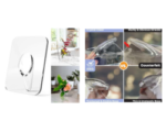 Best Flower frame, Flower Vase, Latest Amazon Prodoct